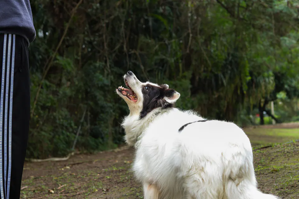 cachorro olhando para cima no gramado