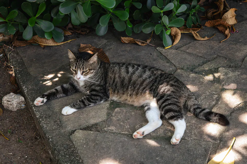 gato rajado deitado à sombra