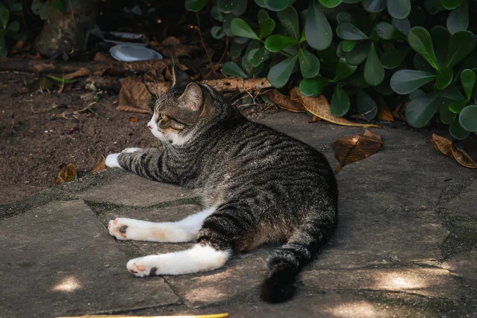 gato rajado descansando ao sol sobre as pedras