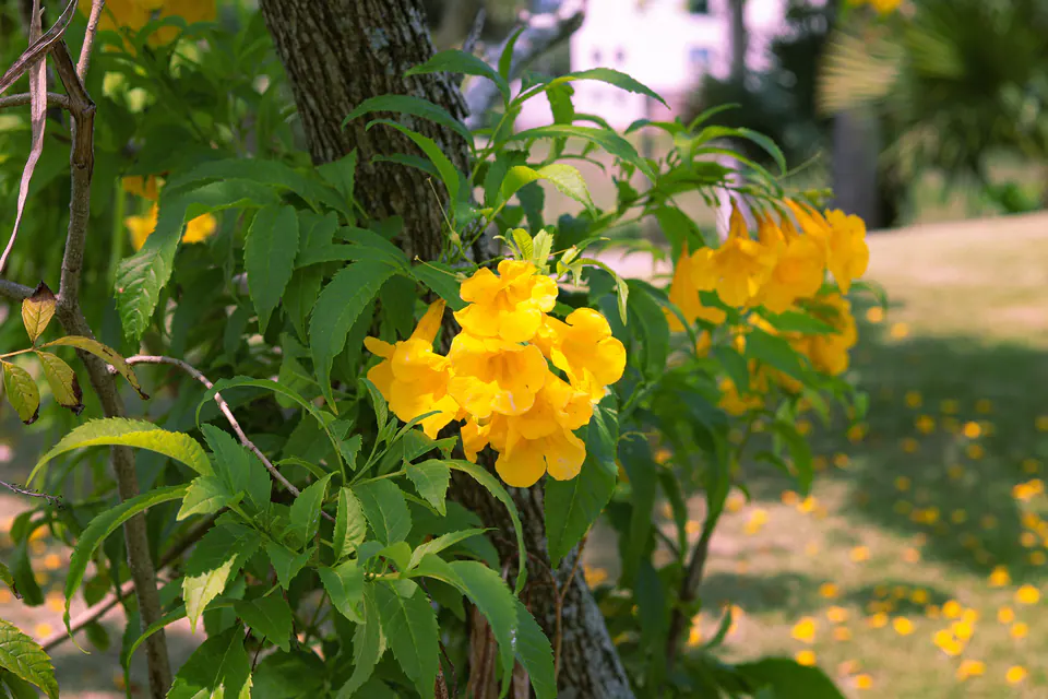 flores amarelas entre folhas, num jardim