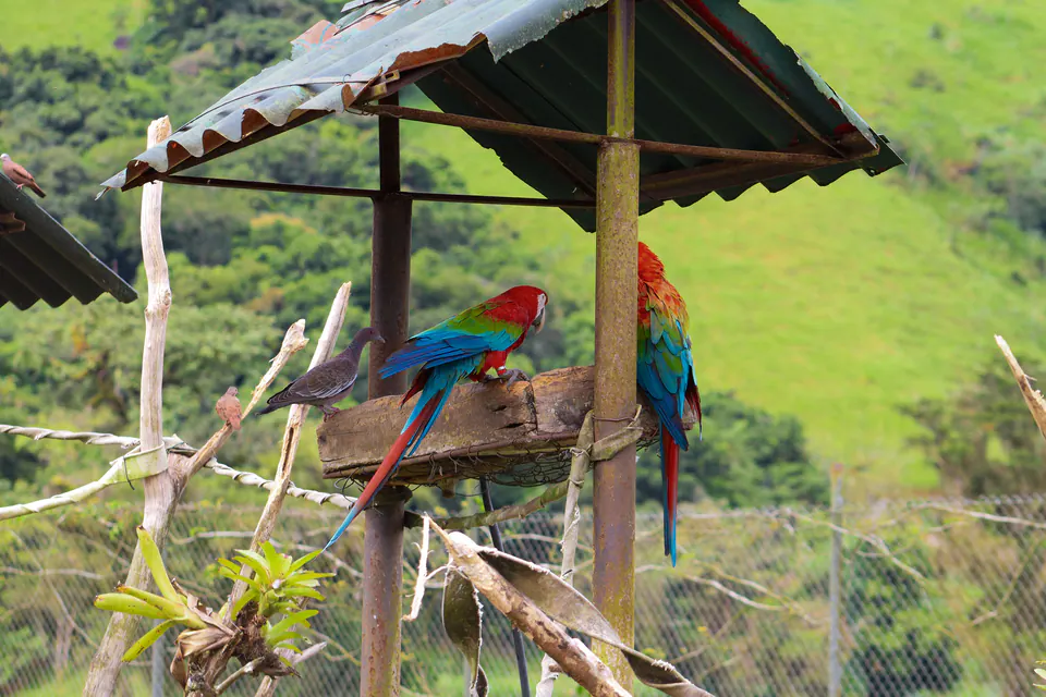 araras coloridas no comedouro