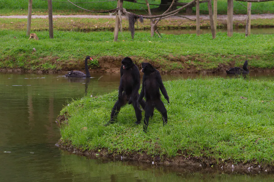 dois macacos caminhando numa ilhota de grama