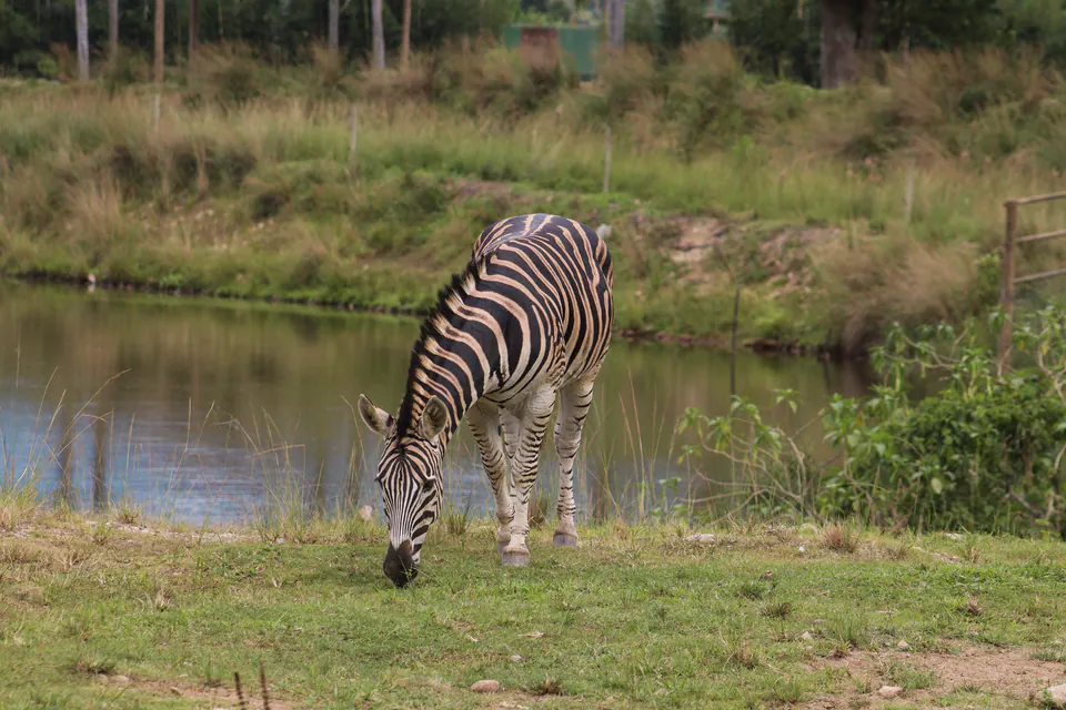 zebra pastando perto do lago