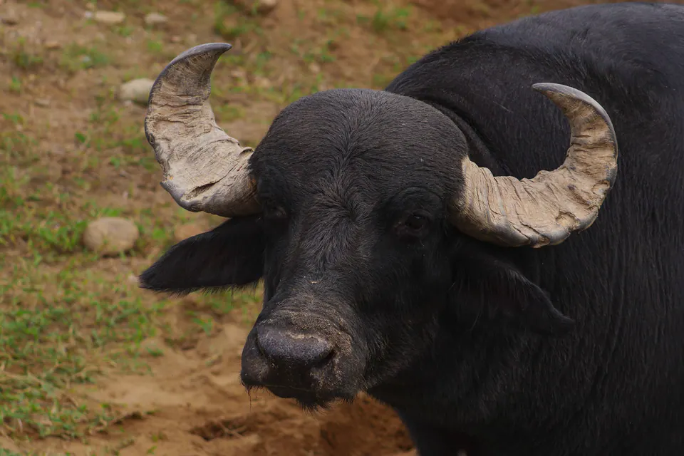 búfalo de chifres curvos encarando a câmera